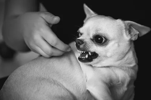 Logo Les dogs
